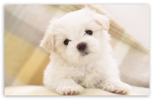 White Puffy Puppy