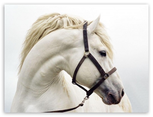 White Horse Ultra HD Desktop Background Wallpaper for