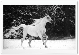 White Horse Running In Snow Ultra HD Wallpaper for 4K UHD Widescreen desktop, tablet & smartphone