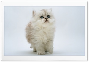 White Kitten Ultra HD Wallpaper for 4K UHD Widescreen desktop, tablet & smartphone