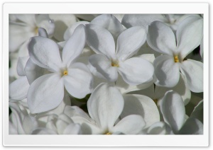 White Lilac Ultra HD Wallpaper for 4K UHD Widescreen desktop, tablet & smartphone