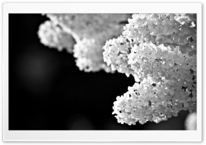 White Lilac Black And White Ultra HD Wallpaper for 4K UHD Widescreen desktop, tablet & smartphone