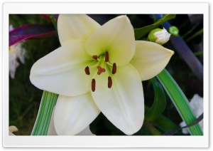 White Lily Ultra HD Wallpaper for 4K UHD Widescreen desktop, tablet & smartphone