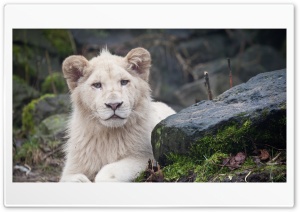 White Lion Cub Ultra HD Wallpaper for 4K UHD Widescreen desktop, tablet & smartphone