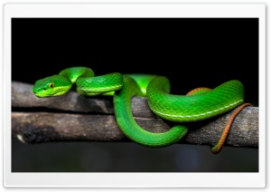 White Lipped Pit Viper Venomous Snake Ultra HD Wallpaper for 4K UHD Widescreen desktop, tablet & smartphone