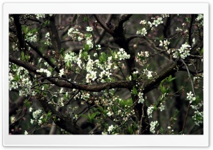White OnePeach Blossom Ultra HD Wallpaper for 4K UHD Widescreen desktop, tablet & smartphone