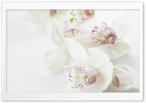 White Orchids Flowers Macro Ultra HD Wallpaper for 4K UHD Widescreen desktop, tablet & smartphone