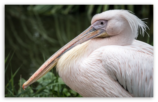 White Pelican Bird Close-up UltraHD Wallpaper for Wide 16:10 5:3 Widescreen WHXGA WQXGA WUXGA WXGA WGA ; UltraWide 21:9 24:10 ; 8K UHD TV 16:9 Ultra High Definition 2160p 1440p 1080p 900p 720p ; UHD 16:9 2160p 1440p 1080p 900p 720p ; Standard 4:3 5:4 3:2 Fullscreen UXGA XGA SVGA QSXGA SXGA DVGA HVGA HQVGA ( Apple PowerBook G4 iPhone 4 3G 3GS iPod Touch ) ; iPad 1/2/Mini ; Mobile 4:3 5:3 3:2 16:9 5:4 - UXGA XGA SVGA WGA DVGA HVGA HQVGA ( Apple PowerBook G4 iPhone 4 3G 3GS iPod Touch ) 2160p 1440p 1080p 900p 720p QSXGA SXGA ;