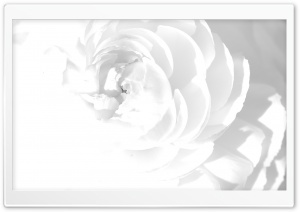 White Peony Ultra HD Wallpaper for 4K UHD Widescreen desktop, tablet & smartphone