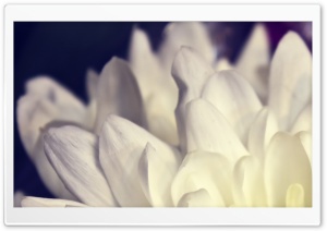 White Petals Macro Ultra HD Wallpaper for 4K UHD Widescreen desktop, tablet & smartphone