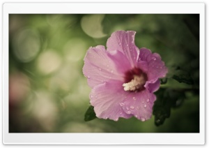 White Pistil Ultra HD Wallpaper for 4K UHD Widescreen desktop, tablet & smartphone