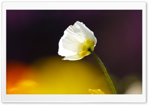 White Poppy Plant Ultra HD Wallpaper for 4K UHD Widescreen desktop, tablet & smartphone