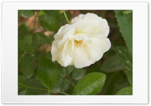 white rose Ultra HD Wallpaper for 4K UHD Widescreen desktop, tablet & smartphone