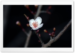 White Simple Rose Ultra HD Wallpaper for 4K UHD Widescreen desktop, tablet & smartphone