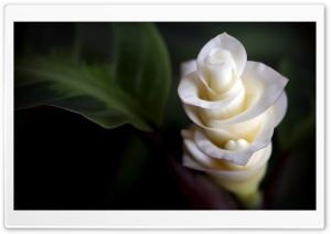 White Soft Petals Ultra HD Wallpaper for 4K UHD Widescreen desktop, tablet & smartphone