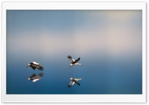 White Storks Flying Above the Water Ultra HD Wallpaper for 4K UHD Widescreen desktop, tablet & smartphone