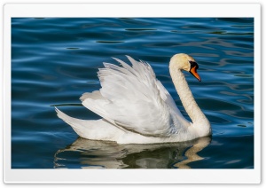White Swan Lake Ultra HD Wallpaper for 4K UHD Widescreen desktop, tablet & smartphone
