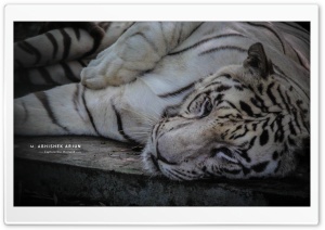 White Tiger Ultra HD Wallpaper for 4K UHD Widescreen desktop, tablet & smartphone