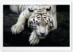 White Tiger Animal Ultra HD Wallpaper for 4K UHD Widescreen desktop, tablet & smartphone