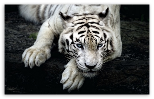White Tiger Animal Ultra HD Desktop Background Wallpaper for 4K UHD TV :  Tablet : Smartphone