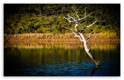 White Tree UltraHD Wallpaper for Wide 16:10 5:3 Widescreen WHXGA WQXGA WUXGA WXGA WGA ; 8K UHD TV 16:9 Ultra High Definition 2160p 1440p 1080p 900p 720p ; Standard 4:3 5:4 3:2 Fullscreen UXGA XGA SVGA QSXGA SXGA DVGA HVGA HQVGA ( Apple PowerBook G4 iPhone 4 3G 3GS iPod Touch ) ; Tablet 1:1 ; iPad 1/2/Mini ; Mobile 4:3 5:3 3:2 16:9 5:4 - UXGA XGA SVGA WGA DVGA HVGA HQVGA ( Apple PowerBook G4 iPhone 4 3G 3GS iPod Touch ) 2160p 1440p 1080p 900p 720p QSXGA SXGA ;