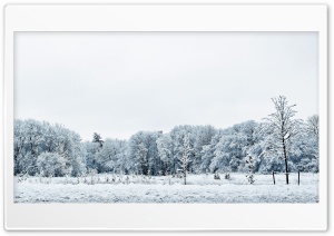 White Trees Ultra HD Wallpaper for 4K UHD Widescreen desktop, tablet & smartphone