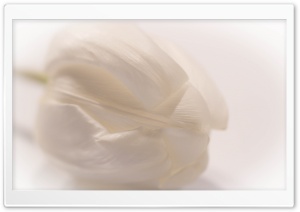 White Tulip Ultra HD Wallpaper for 4K UHD Widescreen desktop, tablet & smartphone