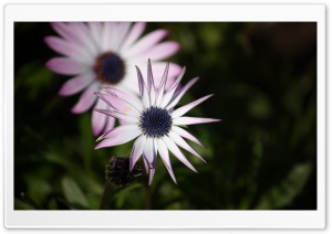 White Violet Ultra HD Wallpaper for 4K UHD Widescreen desktop, tablet & smartphone