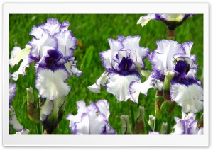 White Violet Irises Ultra HD Wallpaper for 4K UHD Widescreen desktop, tablet & smartphone