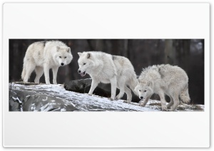 White Wolves Ultra HD Wallpaper for 4K UHD Widescreen desktop, tablet & smartphone