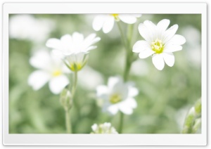 Whitey Ultra HD Wallpaper for 4K UHD Widescreen desktop, tablet & smartphone
