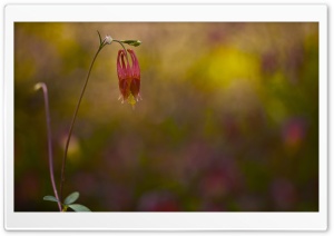 Whithered Flower Ultra HD Wallpaper for 4K UHD Widescreen desktop, tablet & smartphone