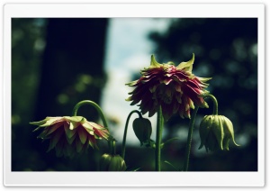 Whithered Flowers, Summer Ultra HD Wallpaper for 4K UHD Widescreen desktop, tablet & smartphone
