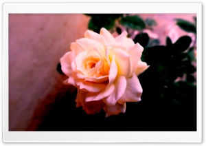 Whitish Red Rose Ultra HD Wallpaper for 4K UHD Widescreen desktop, tablet & smartphone