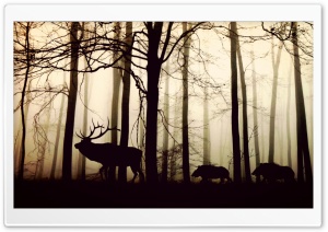 Wild animals in forest Ultra HD Wallpaper for 4K UHD Widescreen desktop, tablet & smartphone