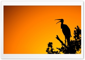 Wild Bird Orange Ultra HD Wallpaper for 4K UHD Widescreen desktop, tablet & smartphone