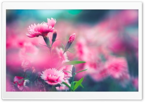 Wild Carnation Ultra HD Wallpaper for 4K UHD Widescreen desktop, tablet & smartphone