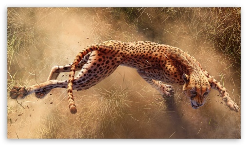 Wild Cheetah Animal Ultra HD Desktop Background Wallpaper for 4K UHD TV :  Tablet : Smartphone