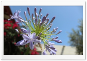 WILD FLOWER Ultra HD Wallpaper for 4K UHD Widescreen desktop, tablet & smartphone