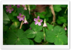 Wild Flowers Ultra HD Wallpaper for 4K UHD Widescreen desktop, tablet & smartphone