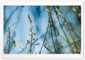 Wild Grass Background Ultra HD Wallpaper for 4K UHD Widescreen desktop, tablet & smartphone