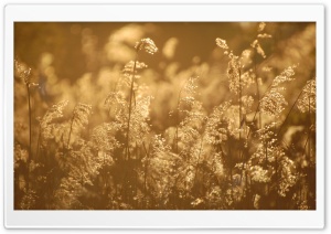 Wild Grass, Summer Ultra HD Wallpaper for 4K UHD Widescreen desktop, tablet & smartphone