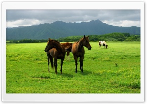 Wild  Horses Ultra HD Wallpaper for 4K UHD Widescreen desktop, tablet & smartphone