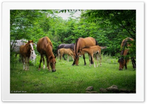 Wild horses in Iran Ultra HD Wallpaper for 4K UHD Widescreen desktop, tablet & smartphone