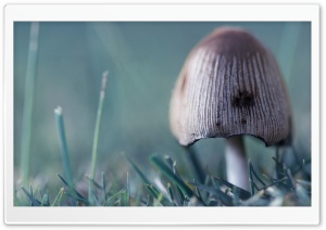 Wild Mushroom Ultra HD Wallpaper for 4K UHD Widescreen desktop, tablet & smartphone