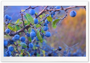 Wild Nature Ultra HD Wallpaper for 4K UHD Widescreen desktop, tablet & smartphone