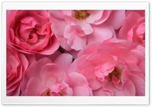 Wild Pink Roses Ultra HD Wallpaper for 4K UHD Widescreen desktop, tablet & smartphone