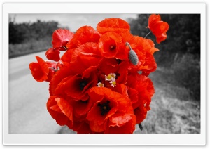 Wild Poppy Bouquet Ultra HD Wallpaper for 4K UHD Widescreen desktop, tablet & smartphone
