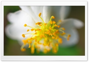Wild Rose Stamens Ultra HD Wallpaper for 4K UHD Widescreen desktop, tablet & smartphone