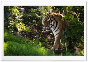 Wild Tiger Animal Ultra HD Wallpaper for 4K UHD Widescreen desktop, tablet & smartphone